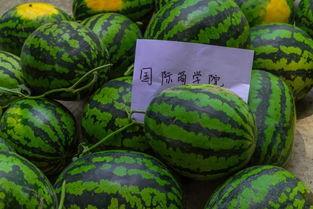 吃瓜就要吃大瓜,吃瓜群众必看的大瓜盘点