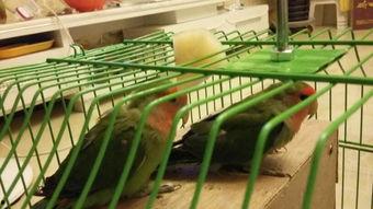 鹦鹉可以吃哈密瓜吗,哈密瓜的适宜性探讨