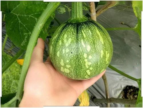 重庆吃瓜,品味麻辣风情，解锁地道美食秘密