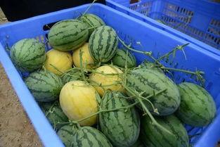 吃瓜群舟,网络社交新潮流背后的故事