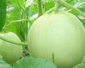 洋瓜孕妇可以吃吗,安全与营养两不误