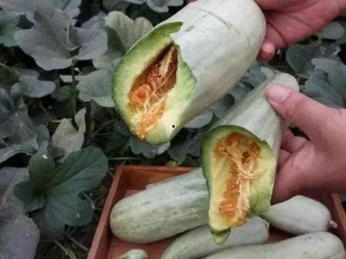 白皮瓜孕妇可以吃吗,安全与营养两不误