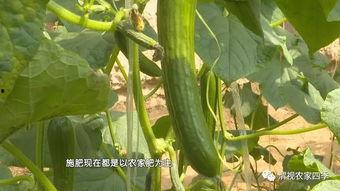 吃乳瓜有什么好处,揭秘吃乳瓜的五大益处