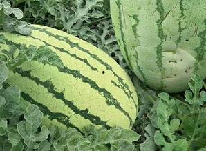 吃瓜样子,一场视觉盛宴的趣味解读