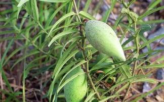 草瓜怎么吃,探索家常美味新选择
