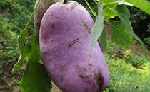 八月瓜的籽可以吃吗,美味与营养的双重享受