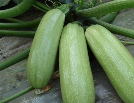 吃拉瓜有什么好处,吃拉瓜的五大益处揭秘