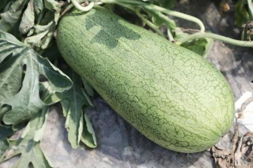 夏天吃瓜,缤纷瓜果盛宴