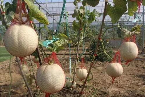 玉瓜怎么吃,解锁健康美味新体验